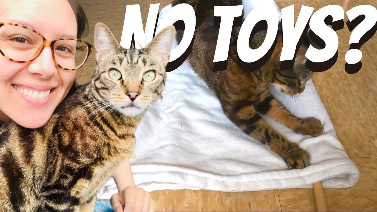 How to Entertain a Cat Without Toys: Creative Fun Ideas