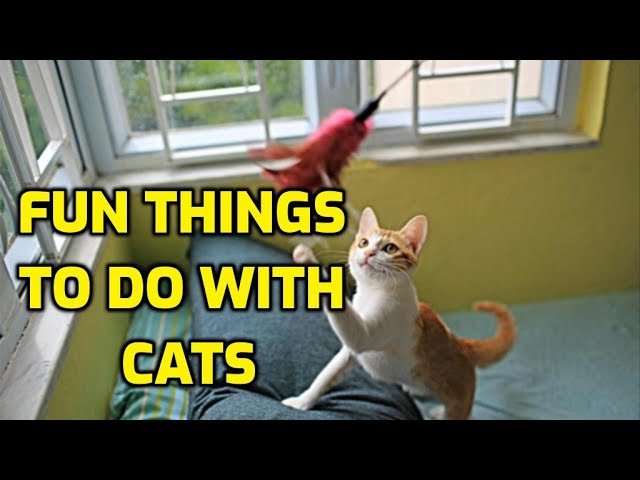 How to Entertain a Cat Without Toys: Creative Fun Ideas