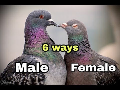 How to Tell If a Pigeon is Male Or Female? Expert Tips Revealed