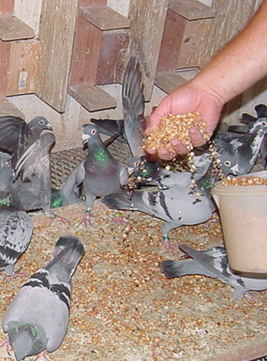 What Do Racing Pigeons Eat: Ultimate Guide to Their Diet