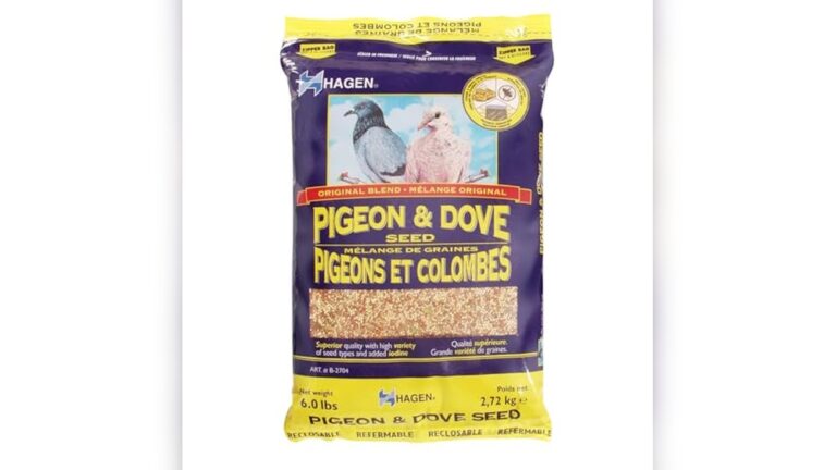 Best Pigeon Food